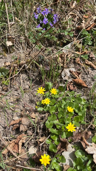 25-03-21 12-40-49 2488.jpeg